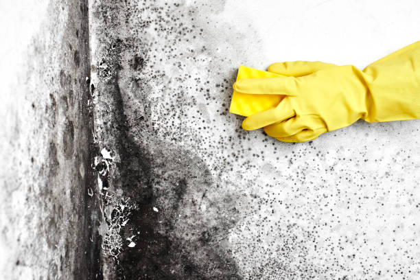 Best Commercial Mold Inspection  in Blackwells Mills, NJ